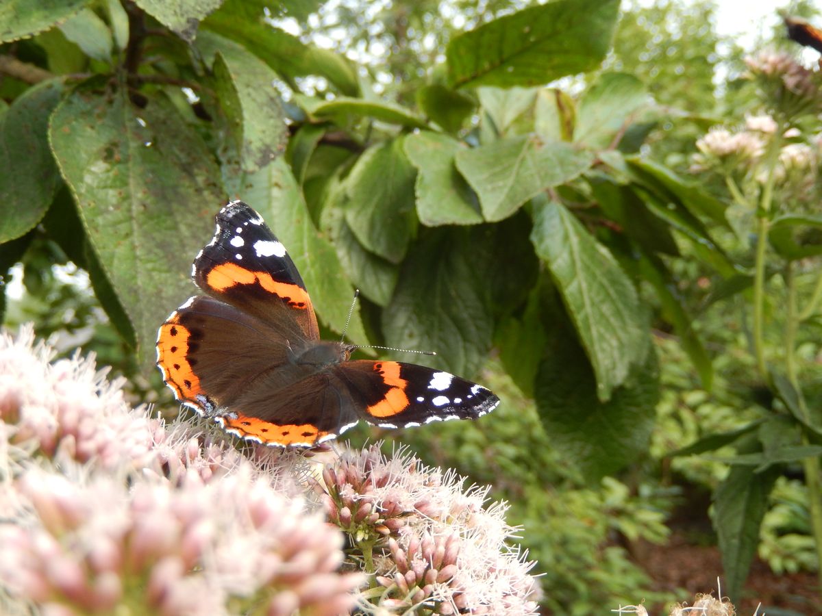 Een mooie vlinder in onze tuin