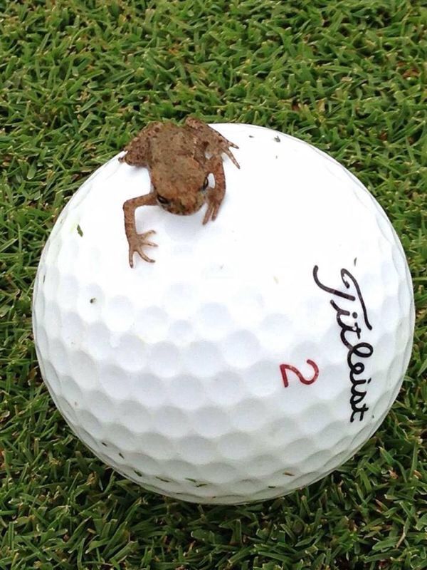 Frosch auf einer kleinen Golfrunde in der Natur