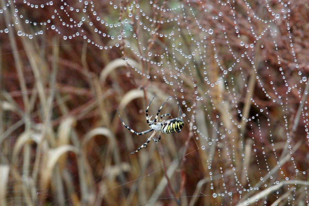 Après la pluie : épeire fasciée [Argiope bruennichi]