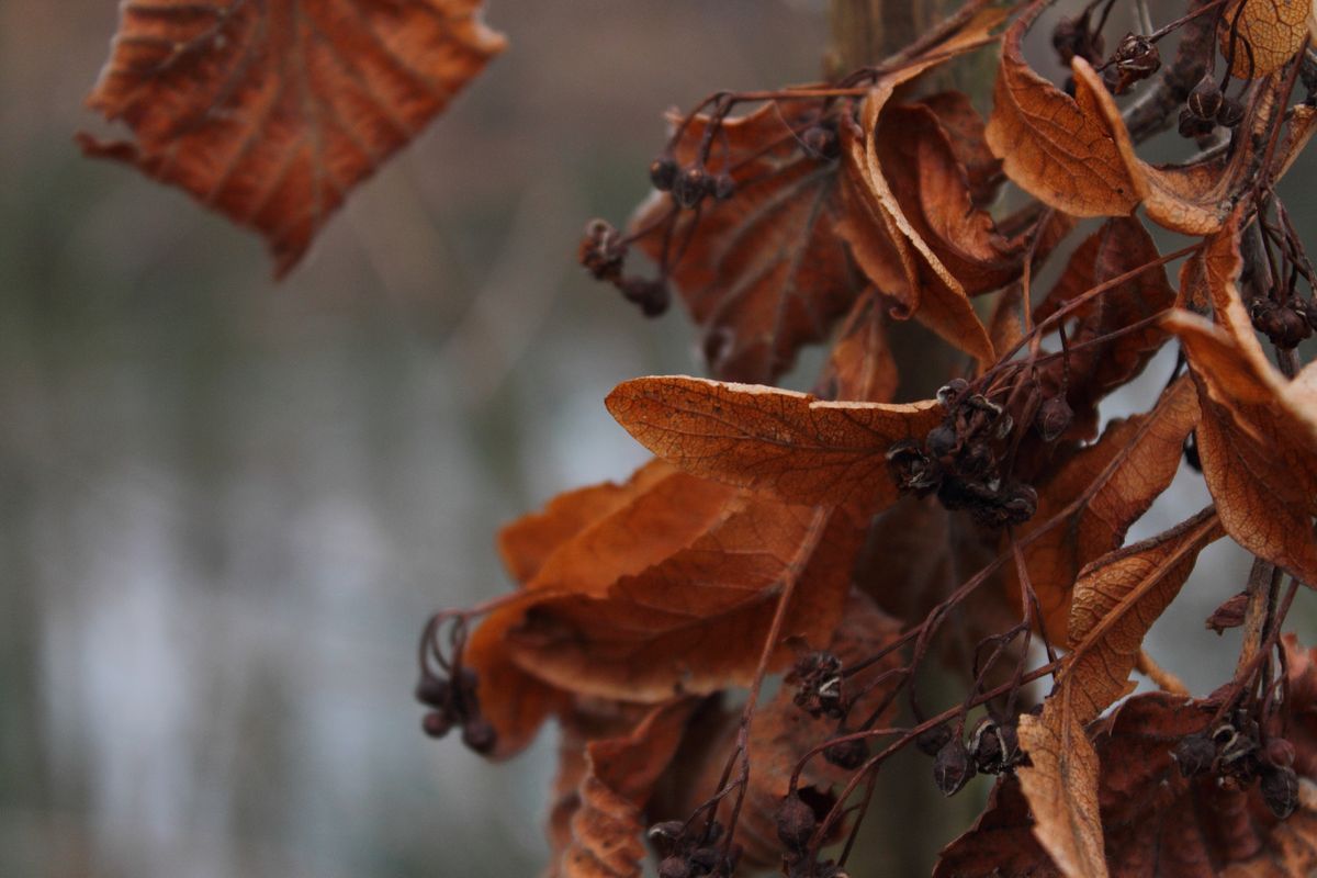 Dead leaves near a pond