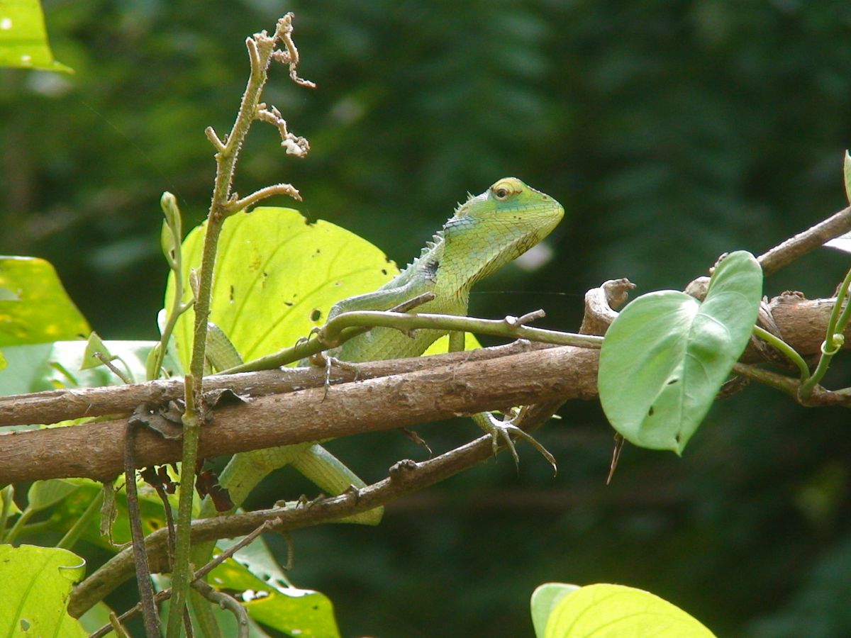 SriLanka caméléon dans la frondaison