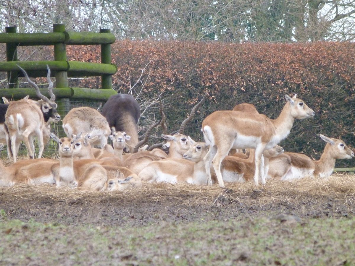 This sleepy group was just waking up after a cold and frosty January night. 