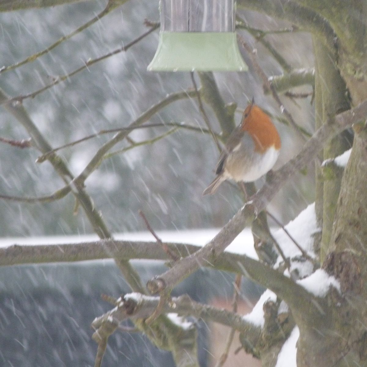 There is an apple tree in my front garden and the birds rely on the food I put out for them, especially when the weather is bad. 