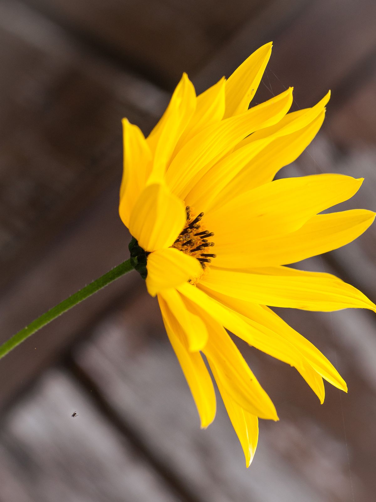 Fleur d'automne dans mon jardin