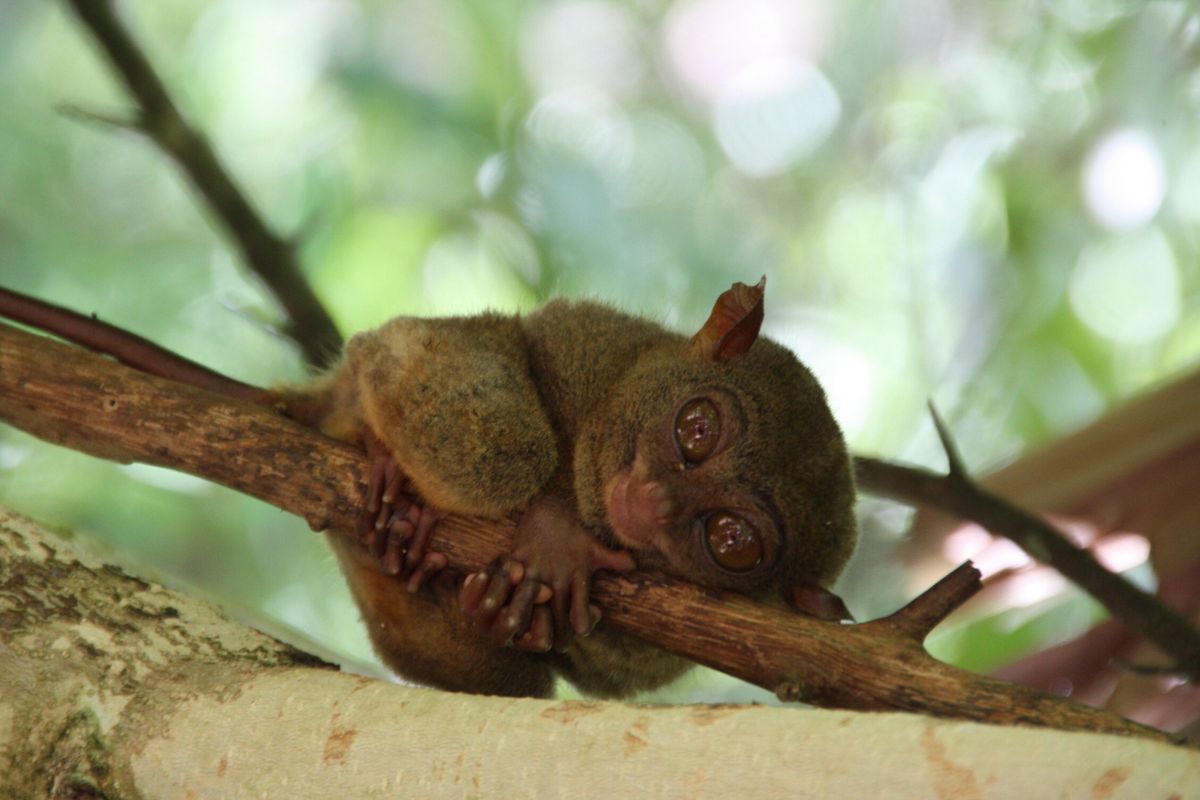 Very small wild animal in Bohol,Philippines