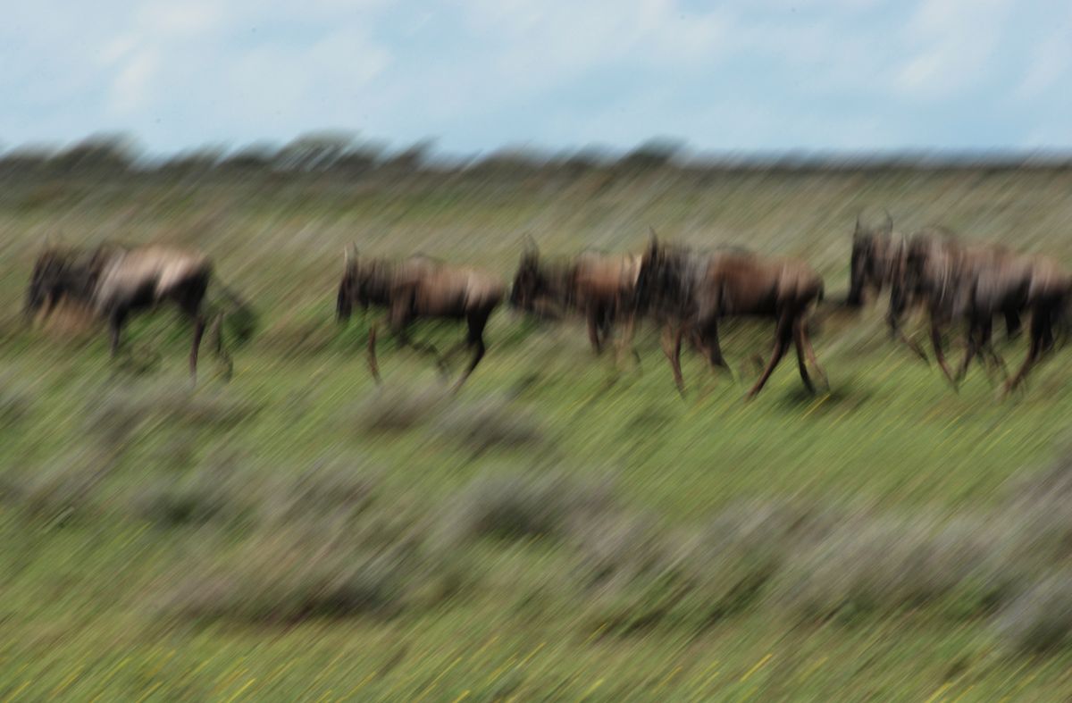 I made an impressionistic picture of the gnoes. You see the movement, the heat, the dust.