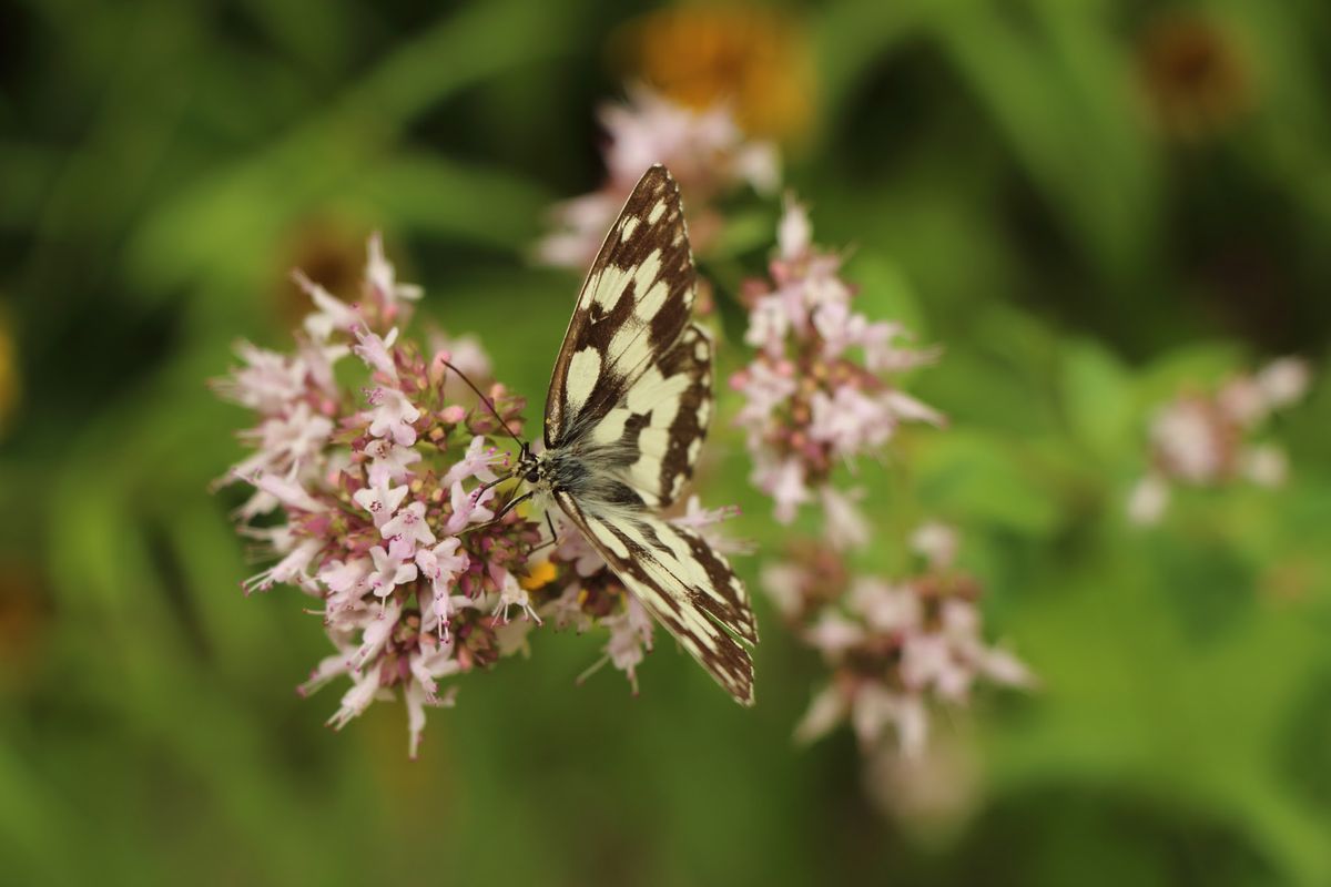 Papillon de marque inconnus du Vercors