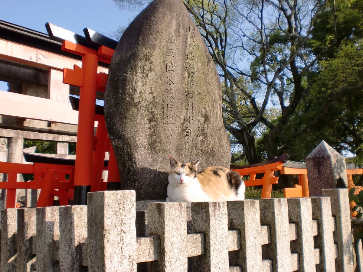 Katze am Fushimi Inari Schrein in Kyoto