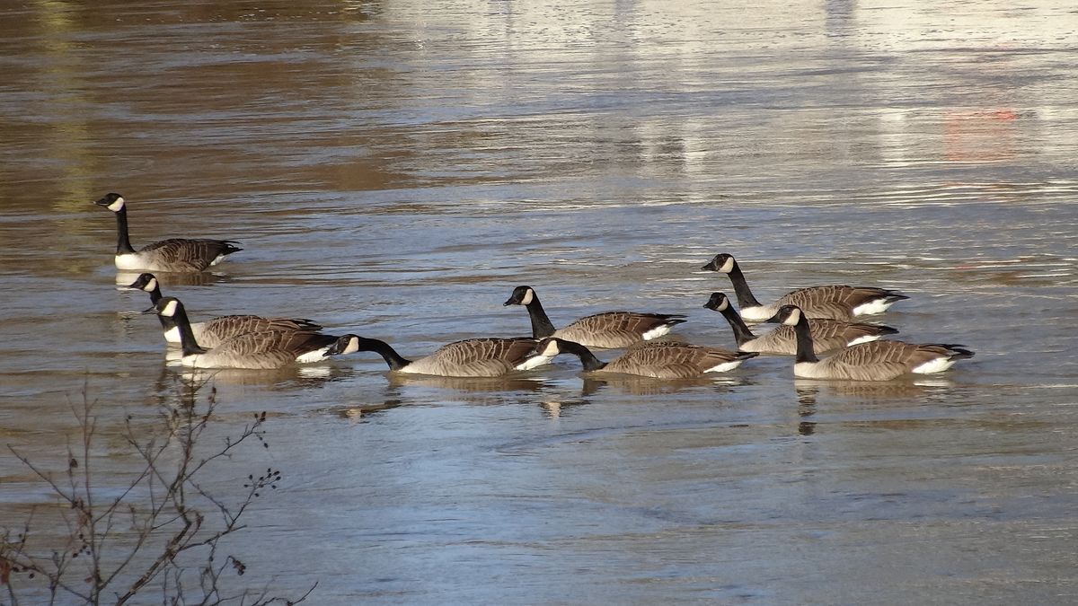 Canadian Geese in the UK