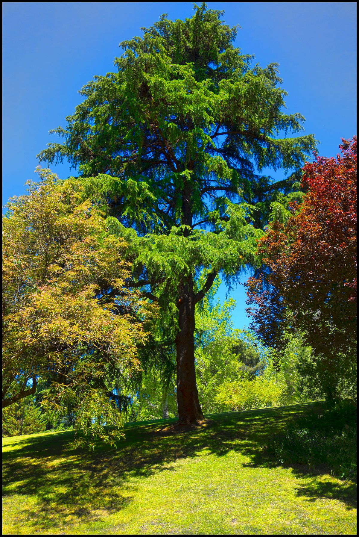 Esta foto está hecha en el Parque del Oeste de Madrid