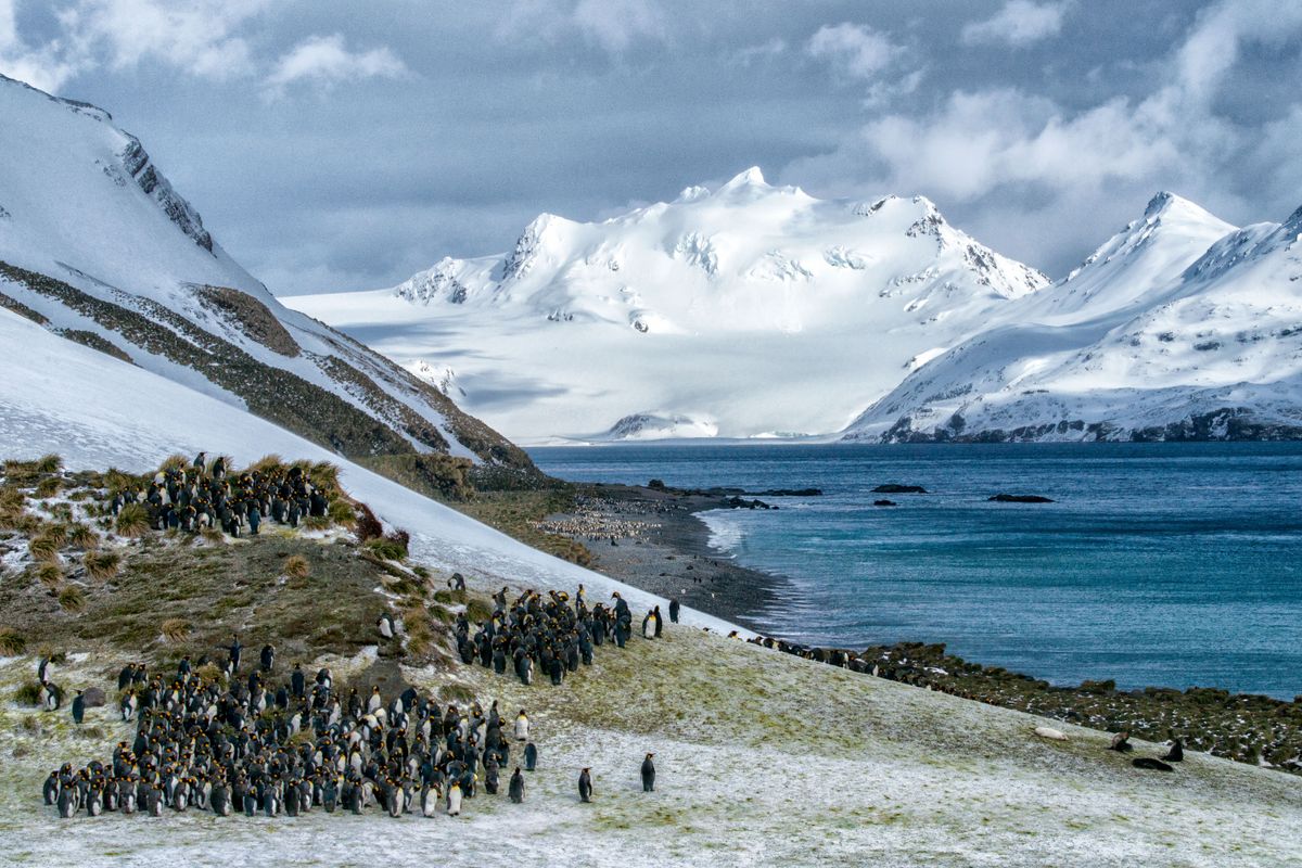 CLEAR SKIES IN BETWEEN BLIZZARDS, WITH KING PENGUINS GATHERED FOR MOLTING