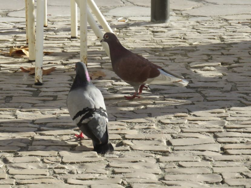 Pigeons in Alcobaça, Portugal