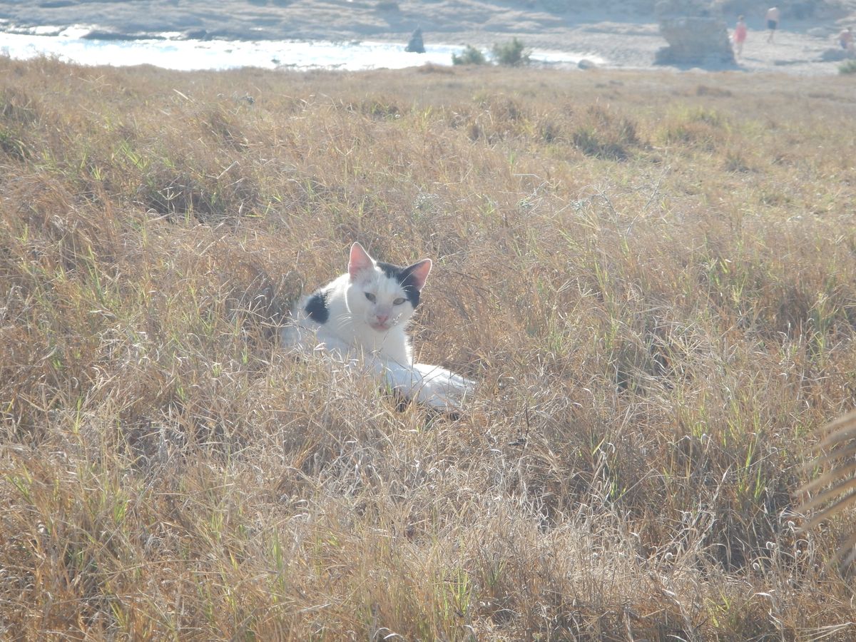 In a field beside a beach in Lefkos 