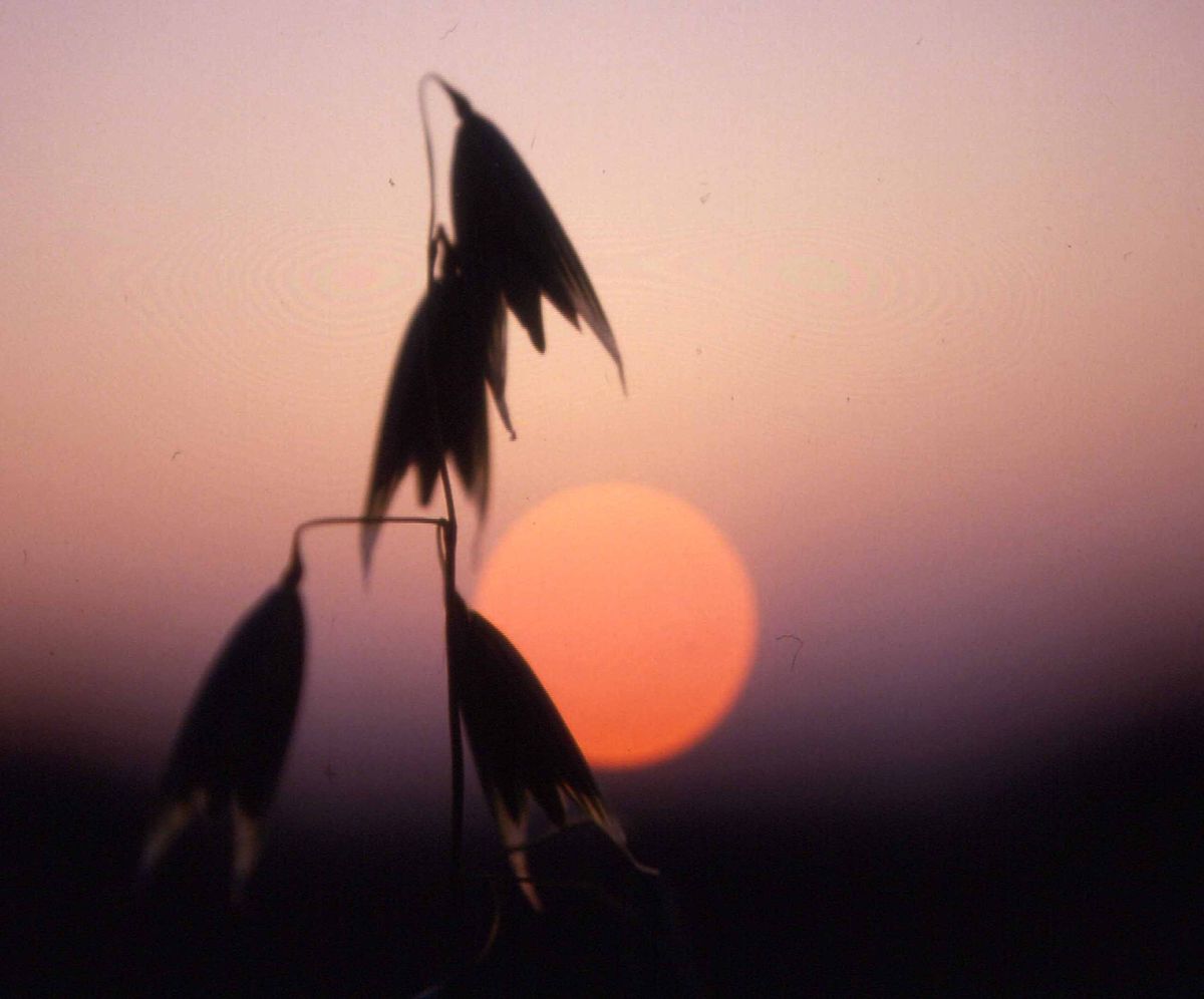 Un soir d'été