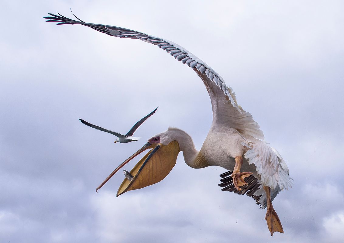 Pelican by Walvis Bay Namibia