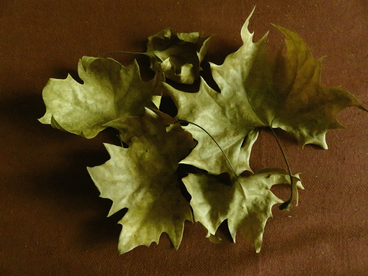 A few dry Autumn leaves I took from the landscape and keep at home. - Portugal