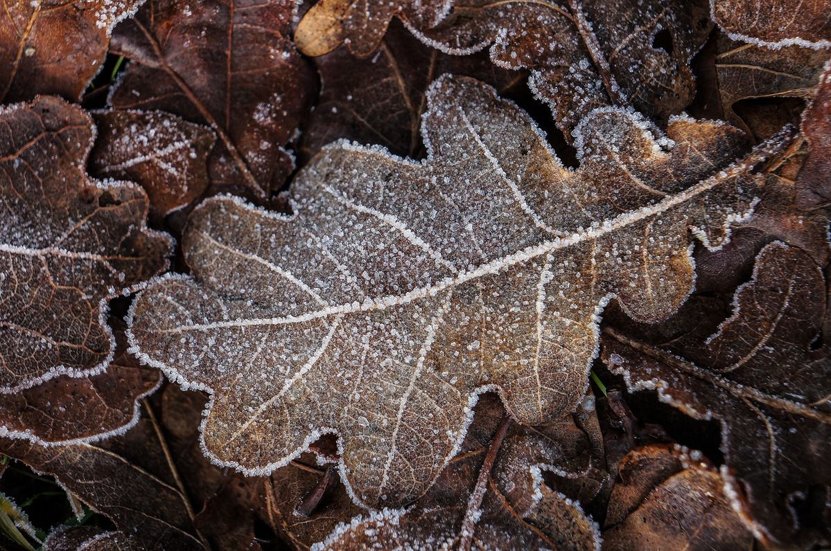 a frosted oak leaf