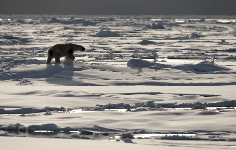 schmid_chrisÔÇôsvalbard-2015-31.jpg