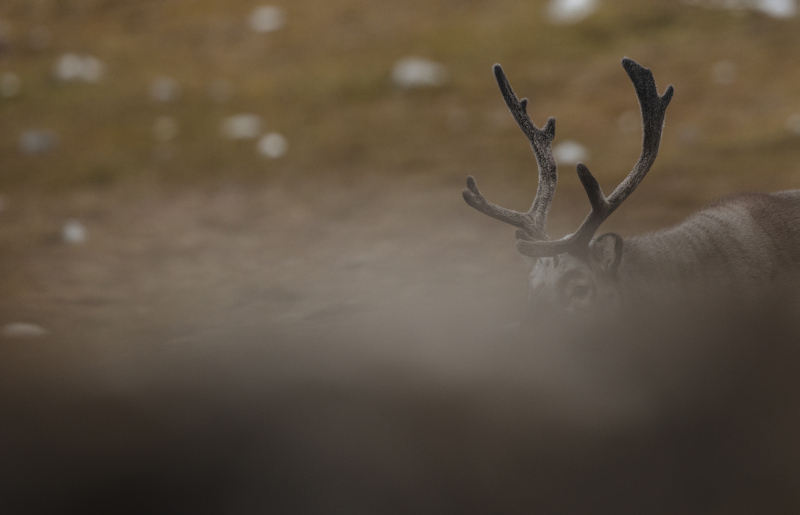 schmid_chrisÔÇôsvalbard-2015-71.jpg