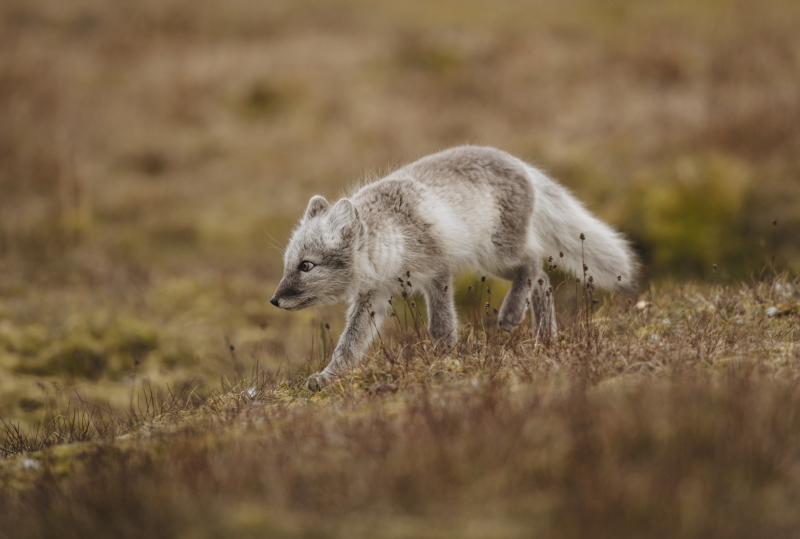 schmid_chrisÔÇôsvalbard-2015-75.jpg