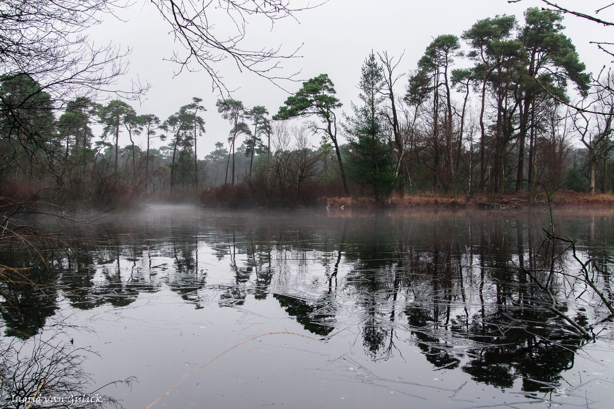 Mist boven de ijs bij de Oisterwijkse vennen