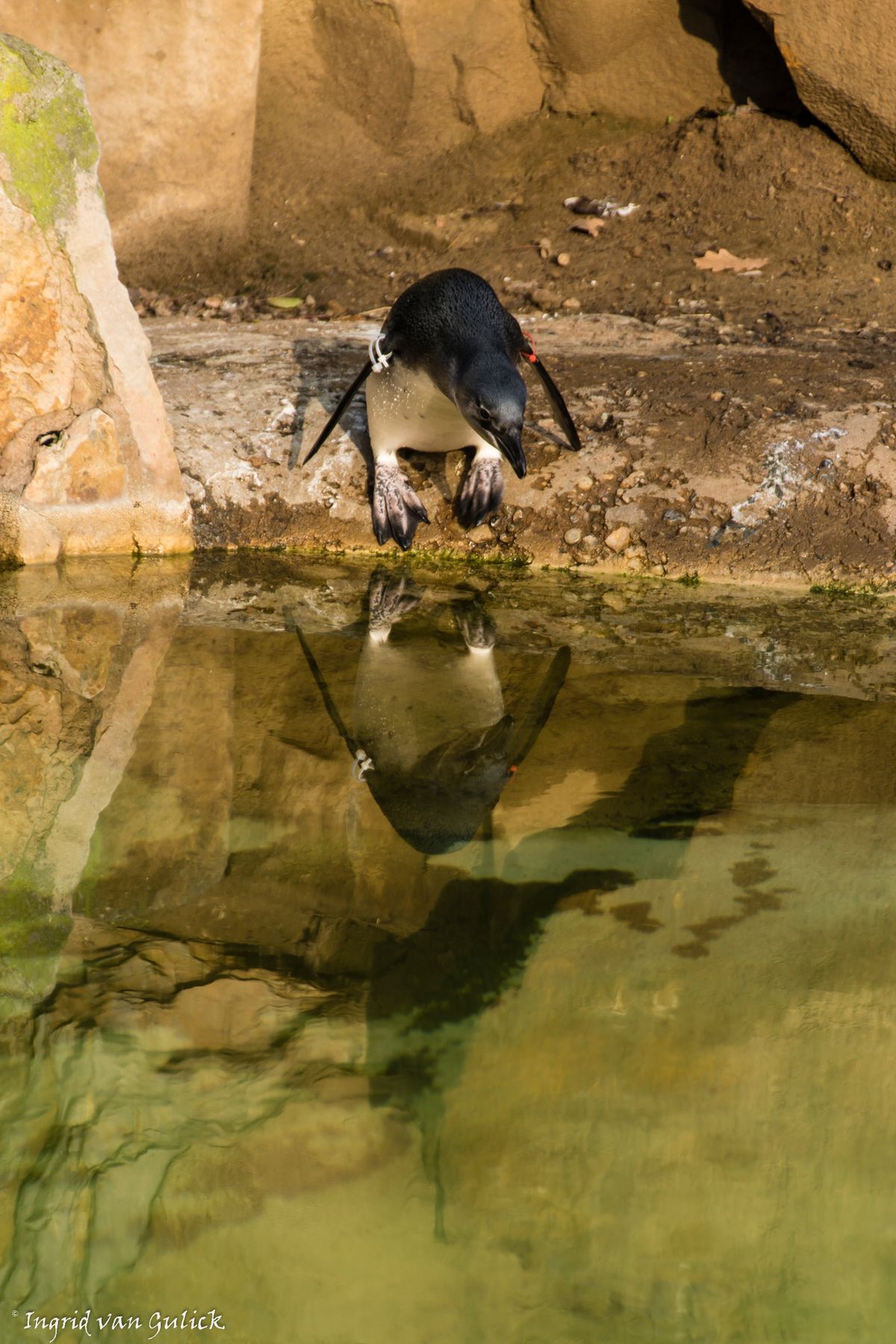 Duikende pinguin