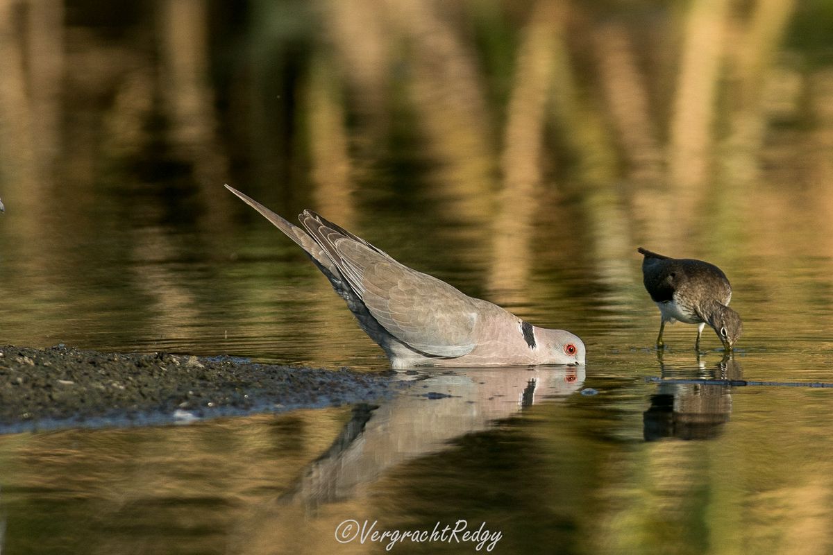 een dubbele reflexie