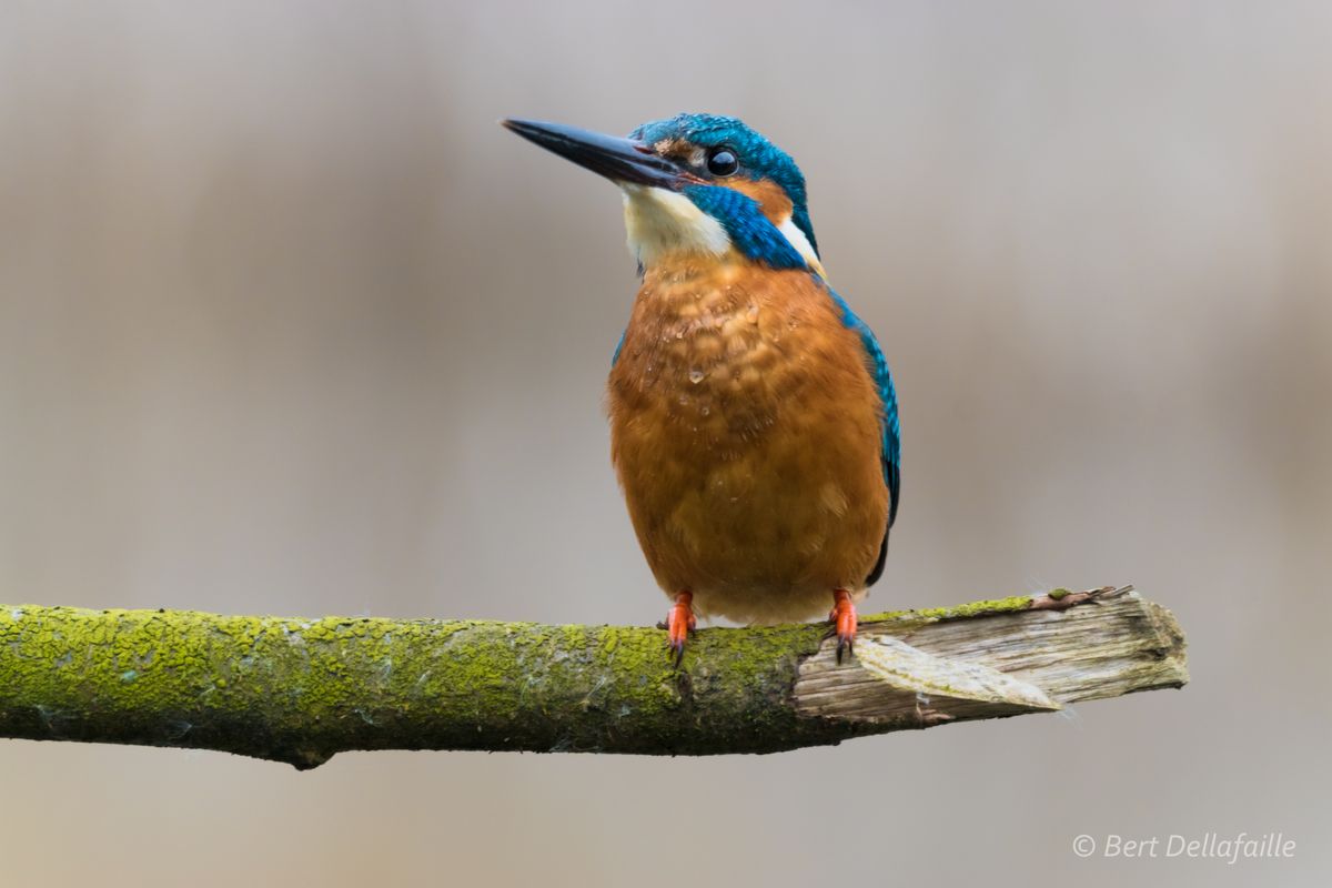 Frontaal portret van een mannelijke ijsvogel, te herkennen aan de volledig zwarte bek.