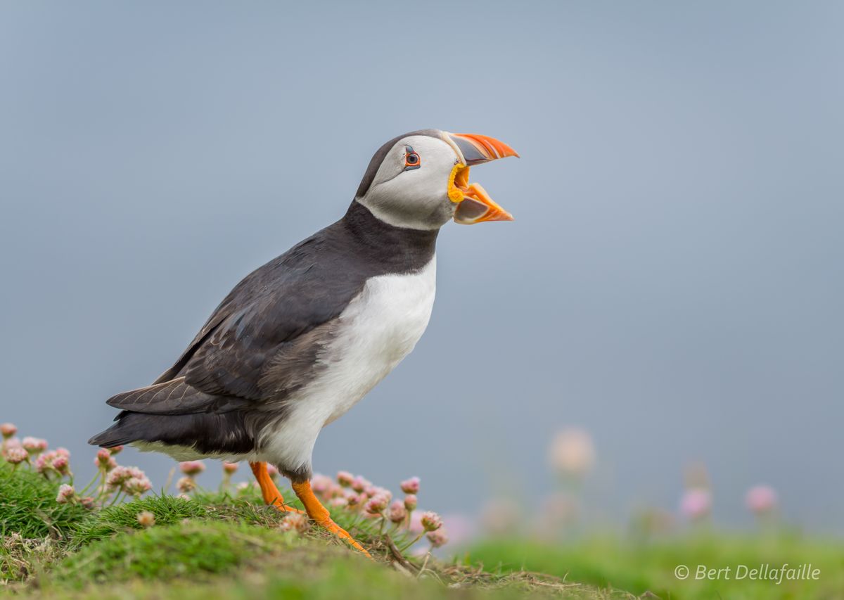 Papegaaiduikers blijven hun hele leven bij dezelfde partner. Hier roept een papegaaiduiker naar de uit jacht teruggekeerde partner zodat deze weet waar te landen met de verse lading vis. Lunga, Schotland 2015.