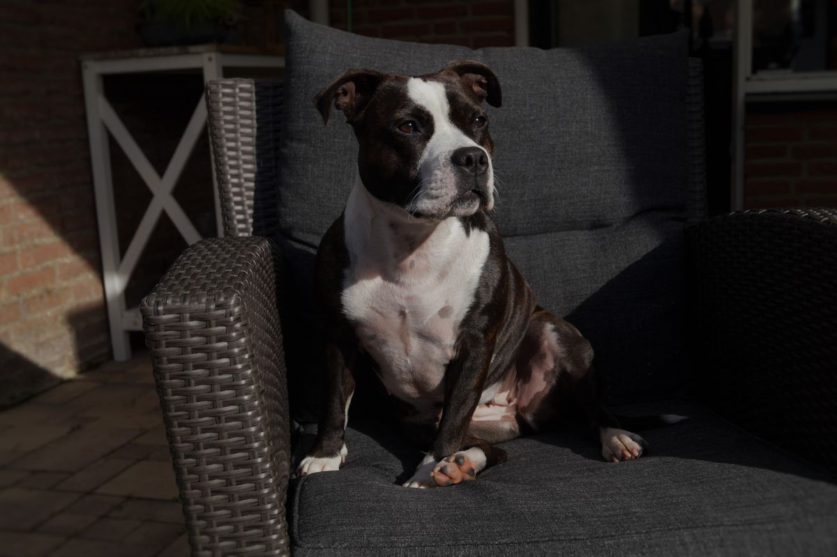 lekker in de zon wachtend op de kat van de buren