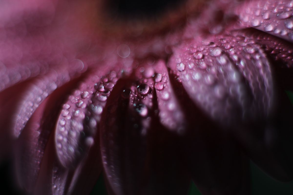 drops on the flower