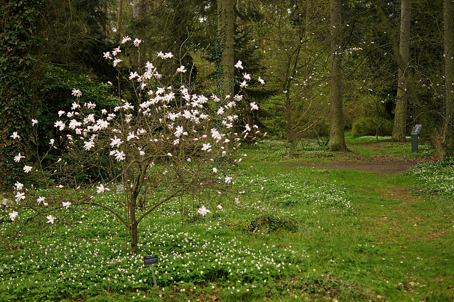 Arboretum