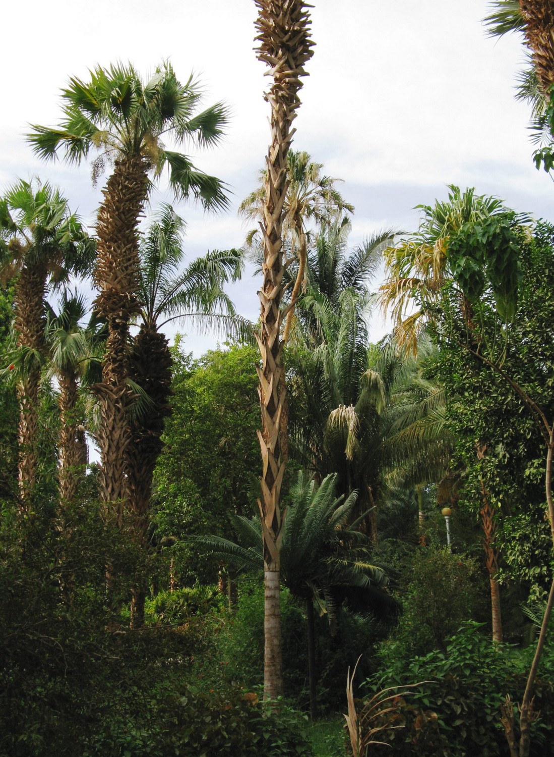 Aswan_Garden_25