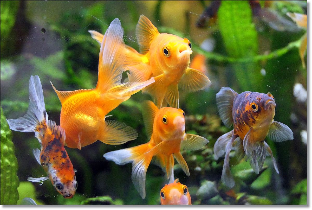 aufgenommen einer Zoohandlung.JPG