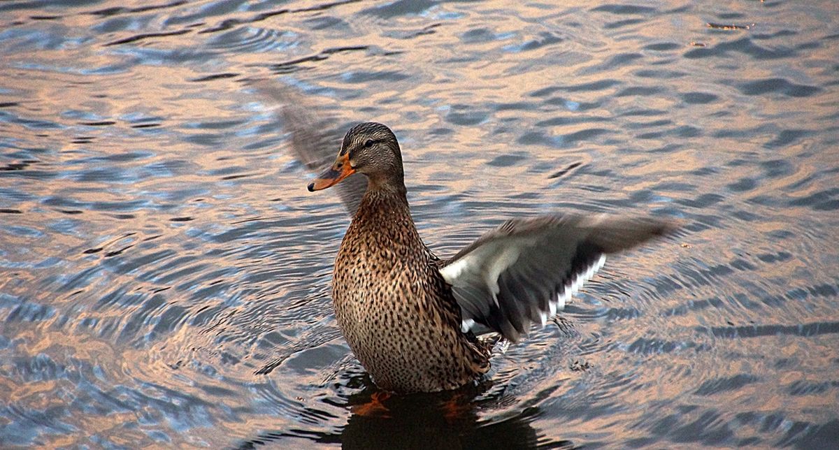 wiedermal gelandet.JPG