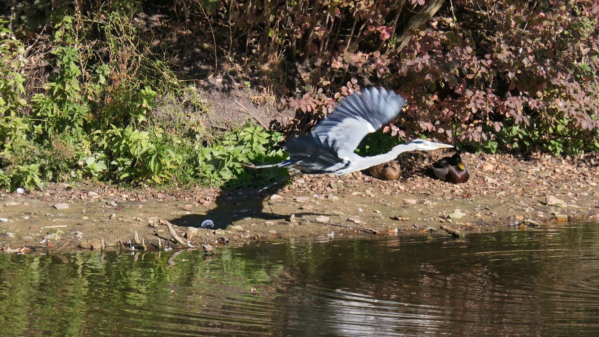 Graureiher leider hat es mit der Schärfe nicht so geklappt.jpg