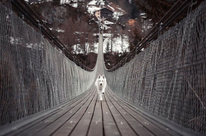 white-dog-photo_big.jpg