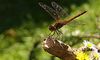 eine Libelle das Bild ist aus mein Film den ich bei YouTube  2.jpg