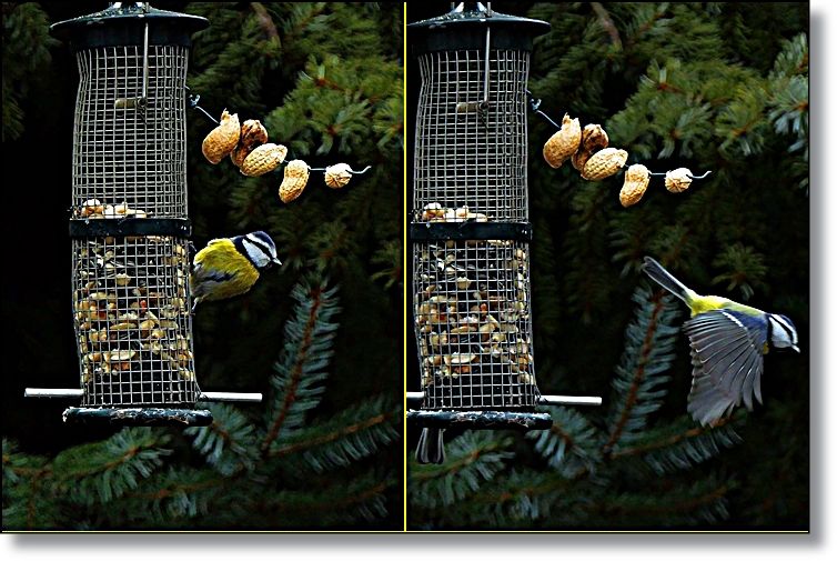 Blaumeise fliegt mit vollem Bauch wieder weg.jpg