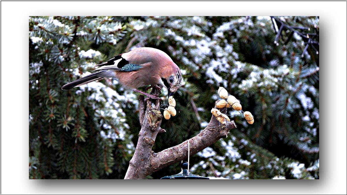 Eichelhäher - Kopie.JPG