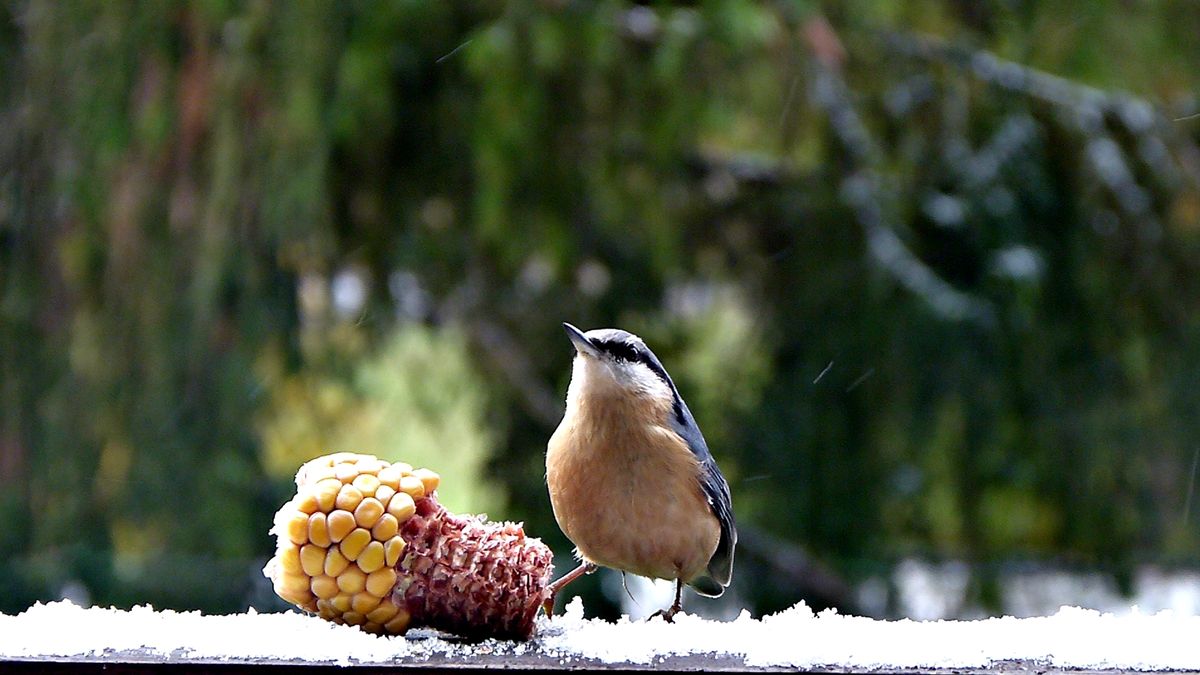 aufgenommen Urlaub Vogel Kleiber.JPG