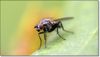 Fliege.JPG