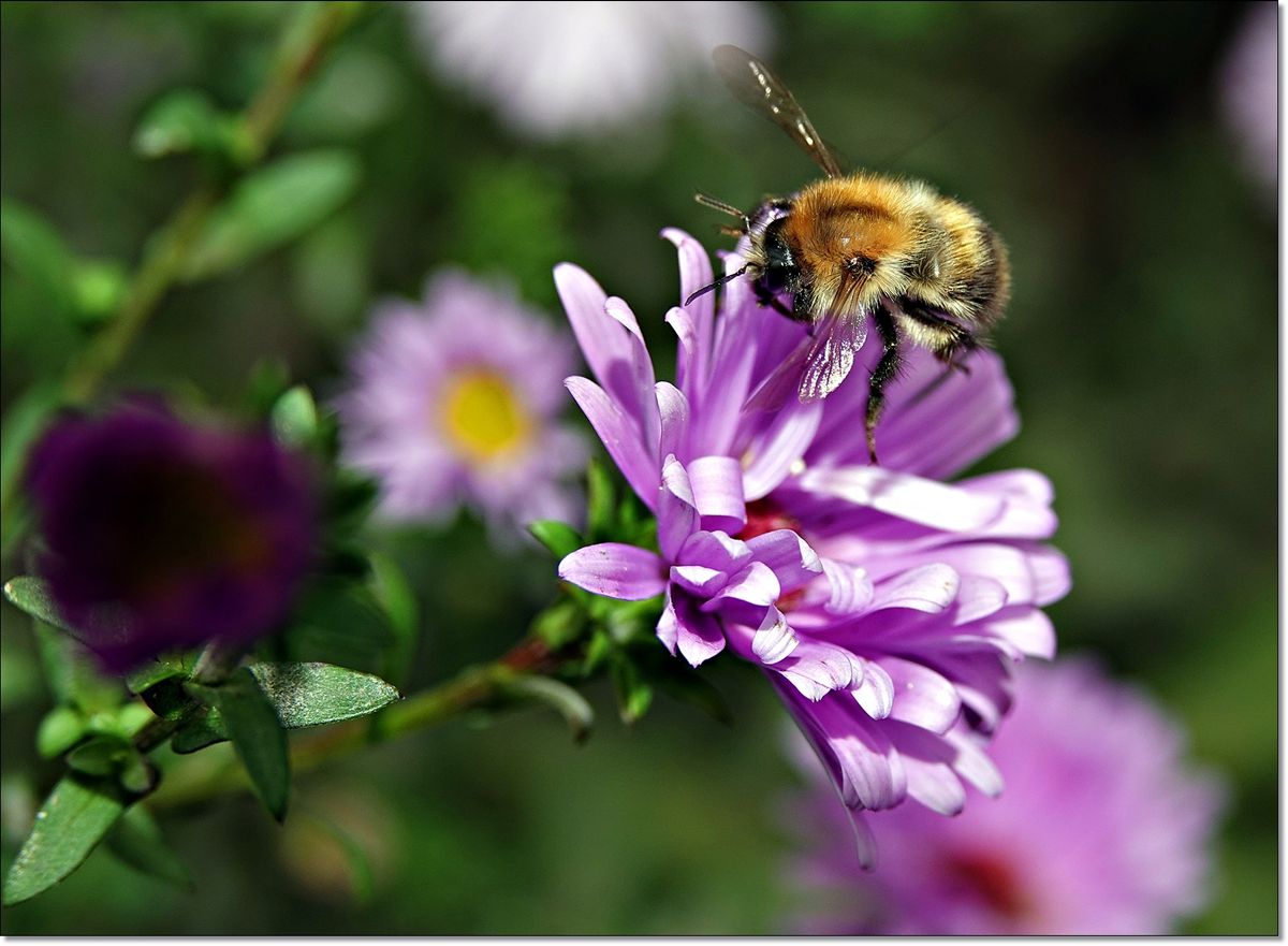 von KaupiHummel im Anflug.JPG