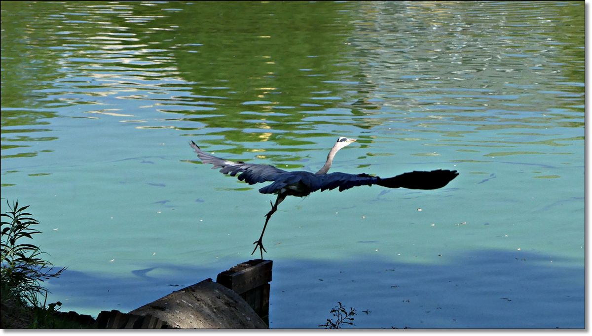 Graureiher beim startenP2130297.JPG