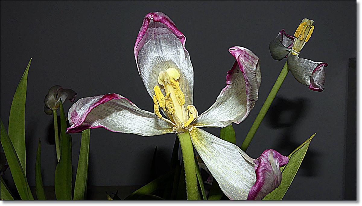 1 war mal eine sehr schöne Tulpe von Kaupi.JPG