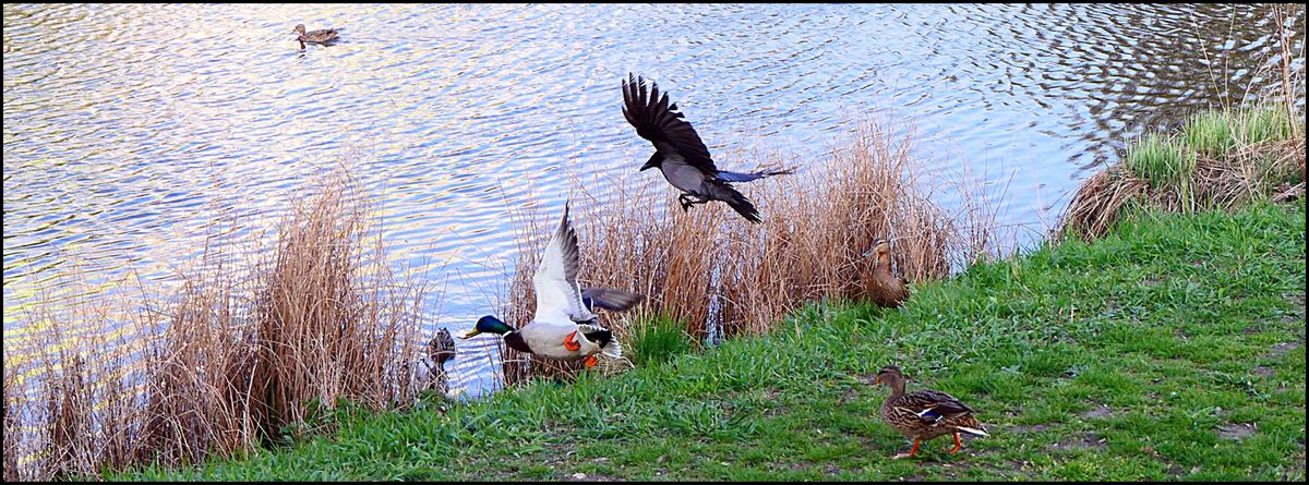 bloß weg kaupi hat kein Futter mehr.JPG