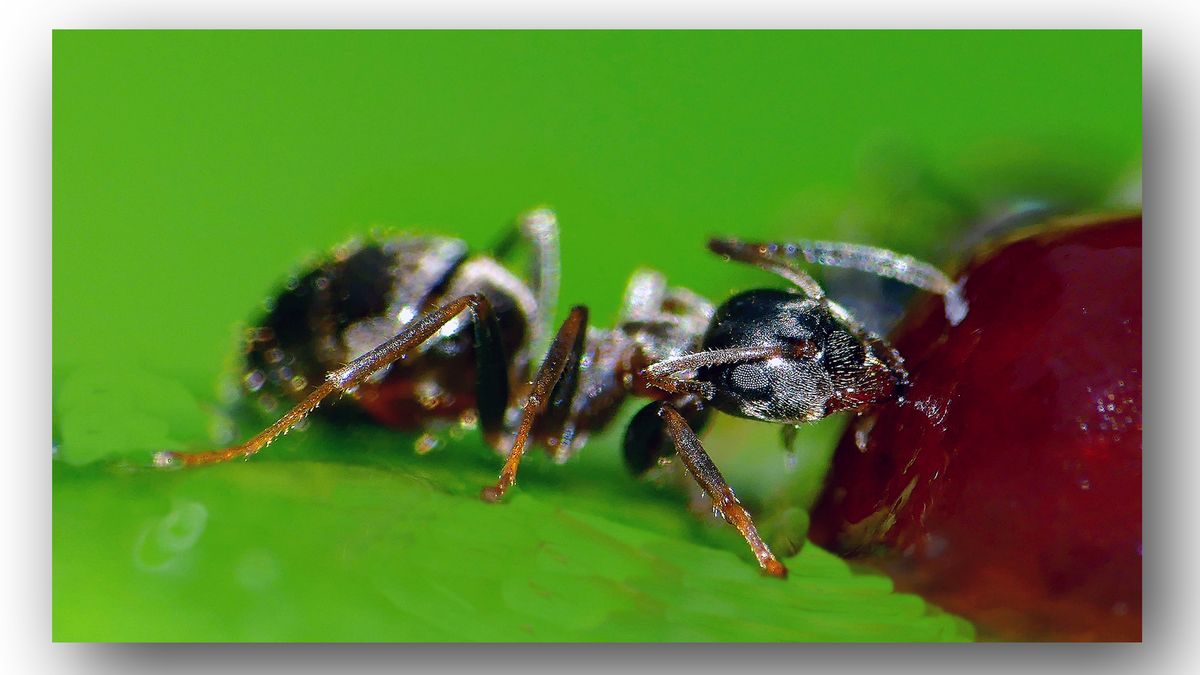 S.Kaupi        Ameise-im-Einsatz.jpg