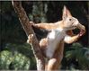 Eichhörnchen-.jpg-mit.jpg