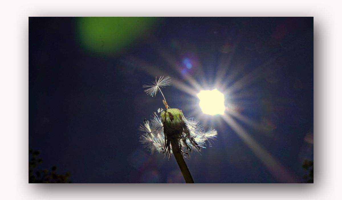 Pusteblumen-Sonnenstrahl.jpg-2200.jpg