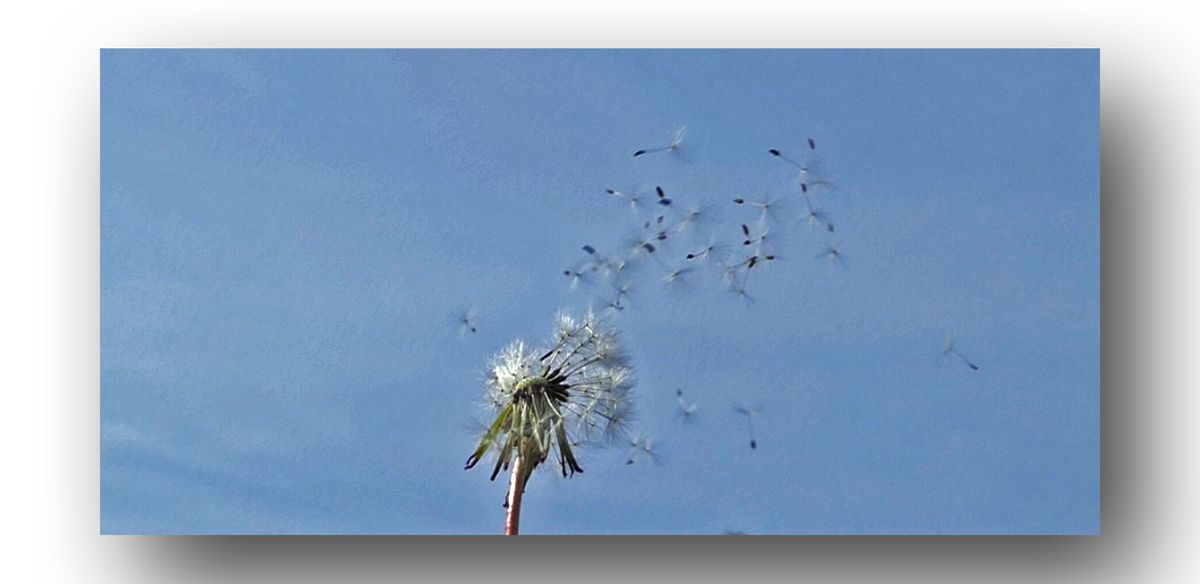 Pusteblume-der-Wind-hat-sie-erwischt.jpg
